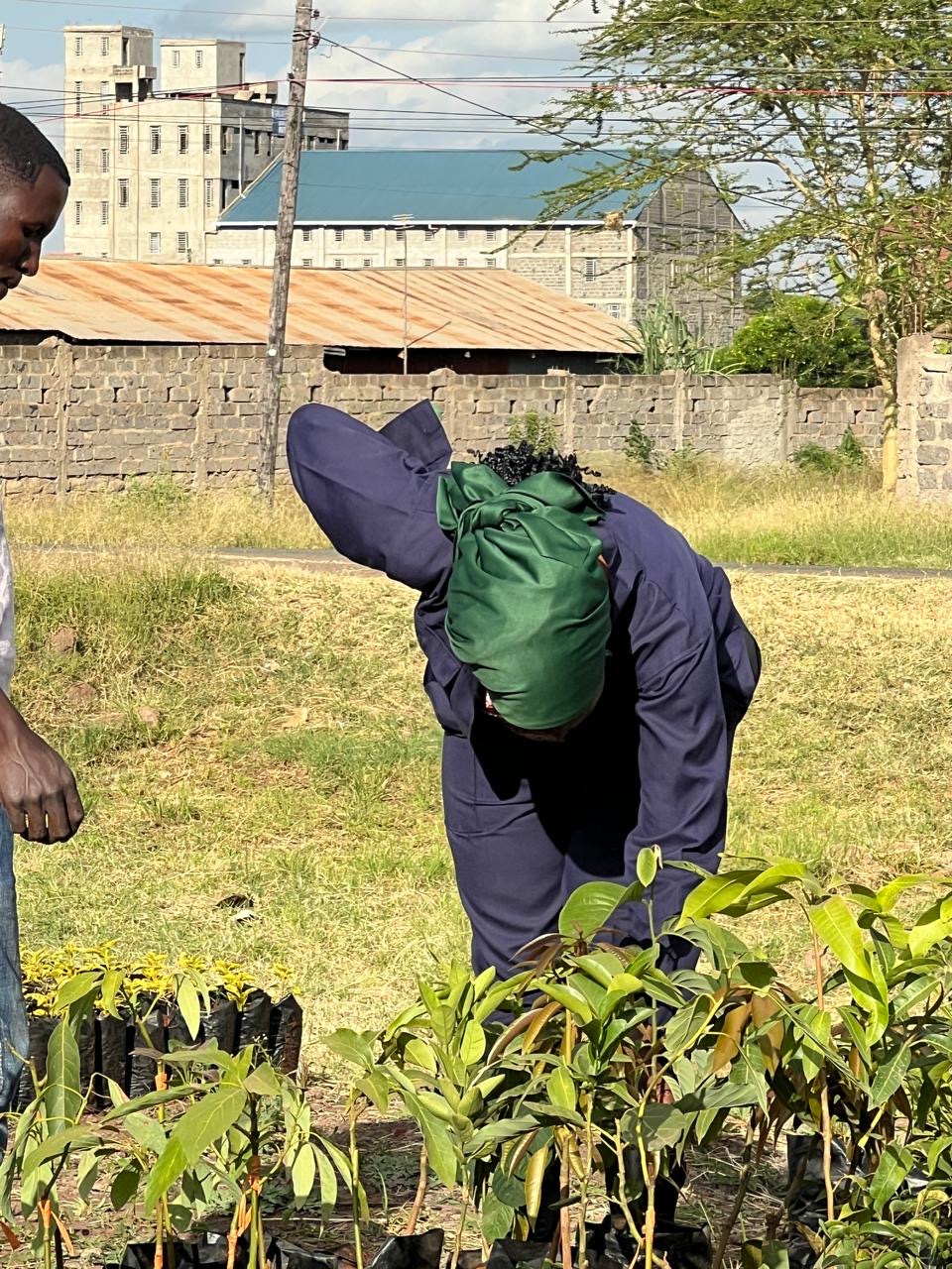 A woman bending to tend seedlings in an open-field nursery
