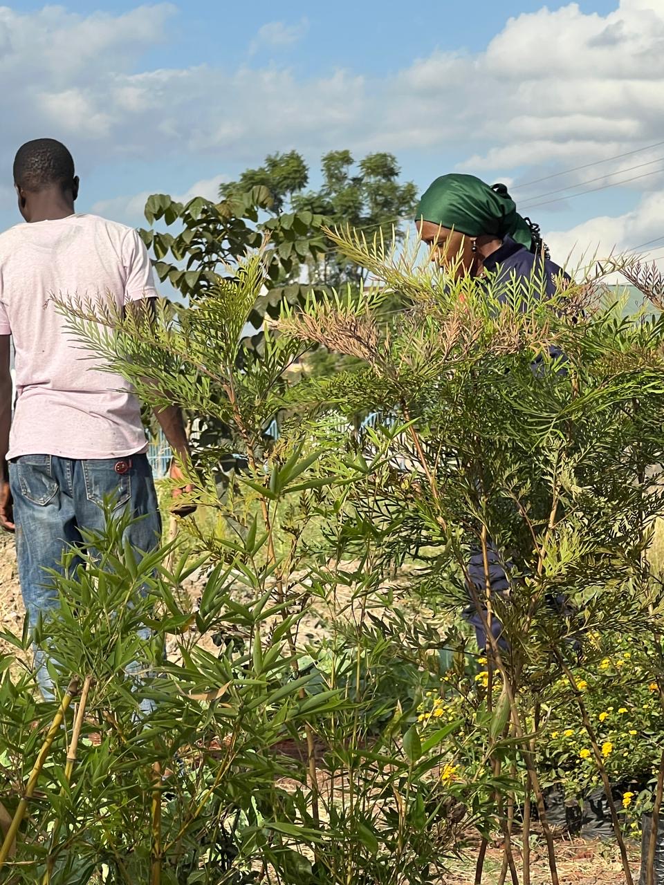 Community members walking through rows of young trees