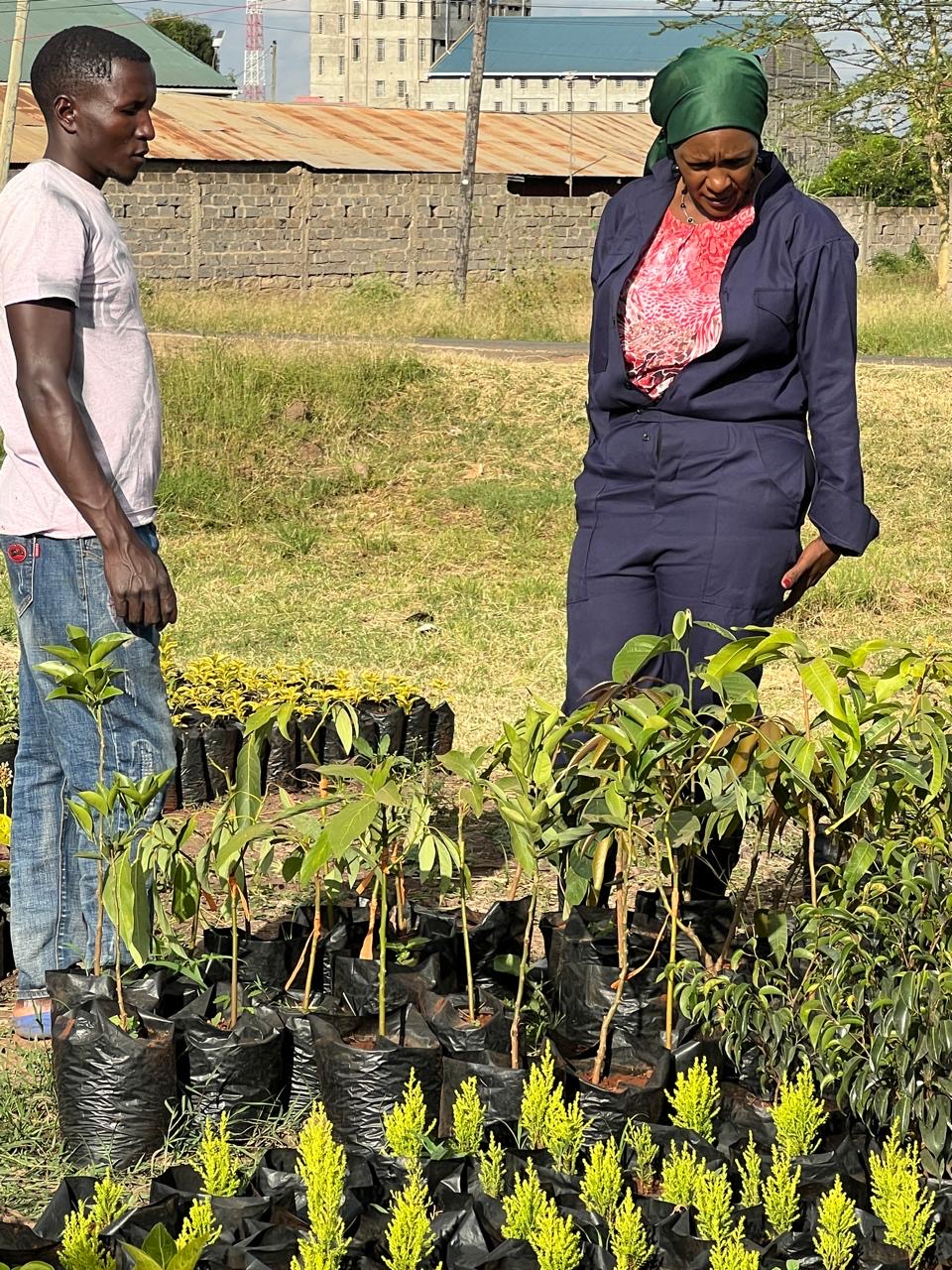 Two people inspecting rows of potted fruit tree seedlings