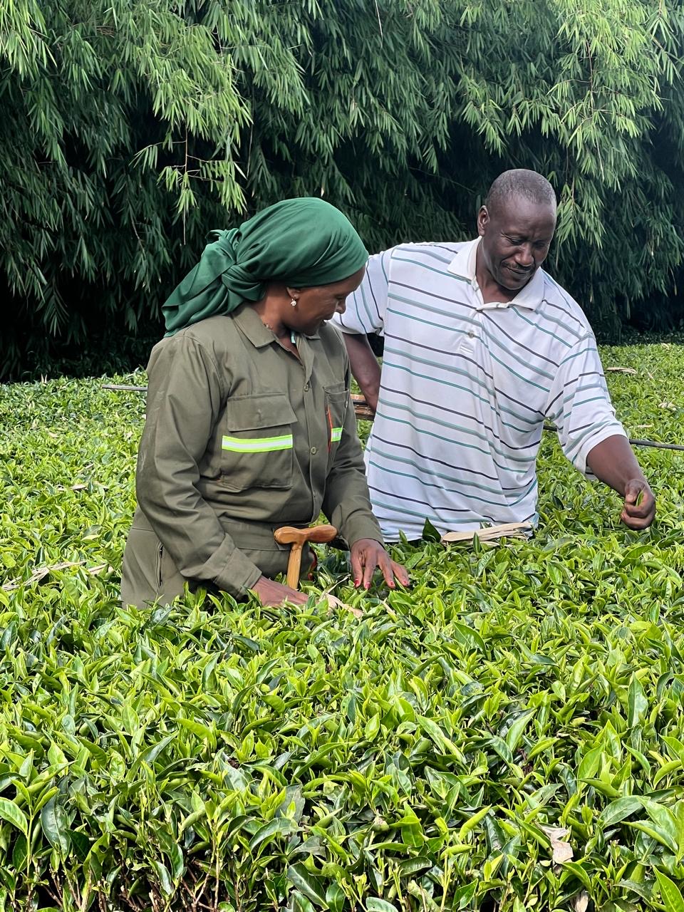 A woman and a farmer inspecting tea bushes on a farm