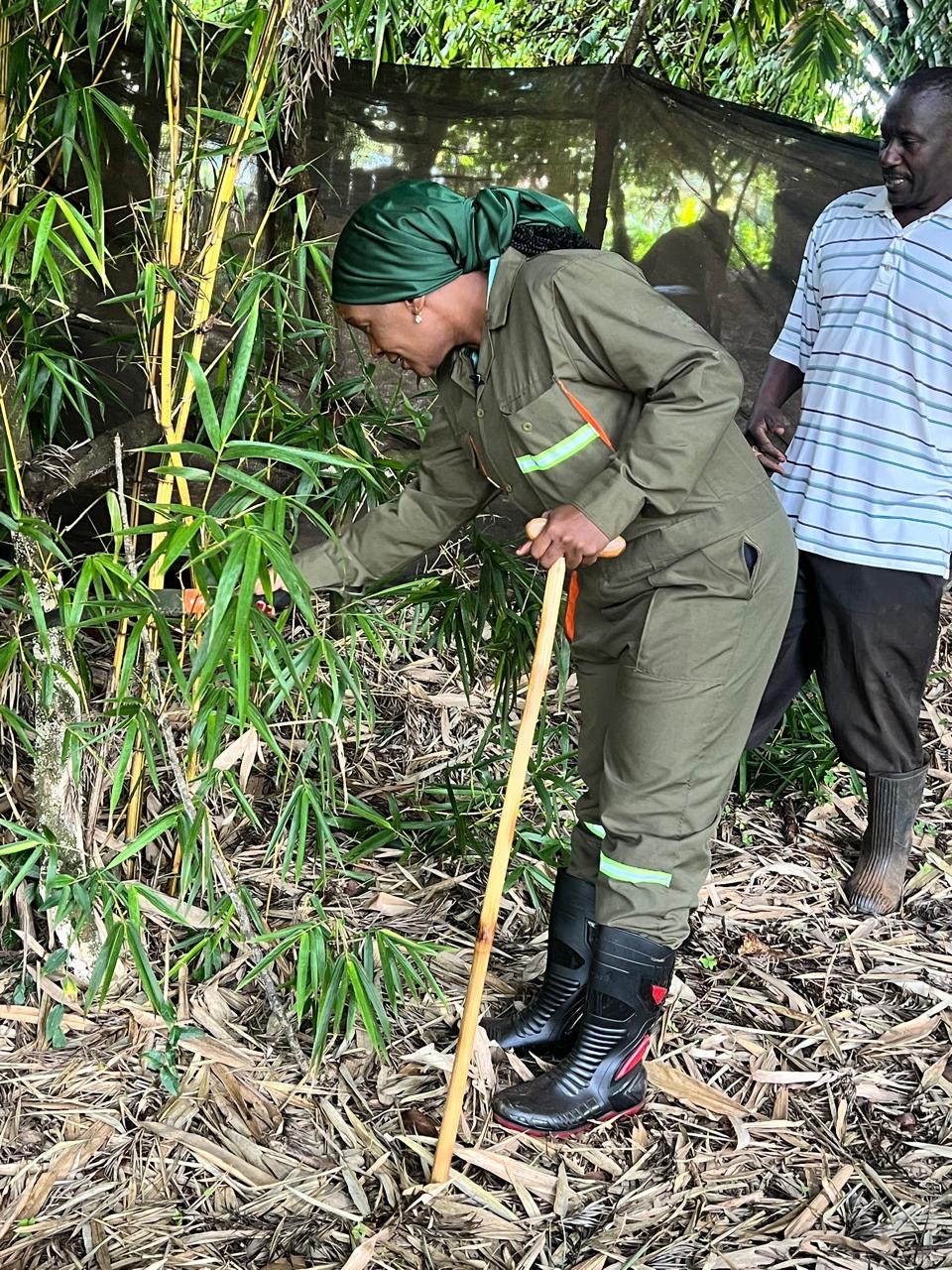 A woman working with a hand tool in a bamboo grove
