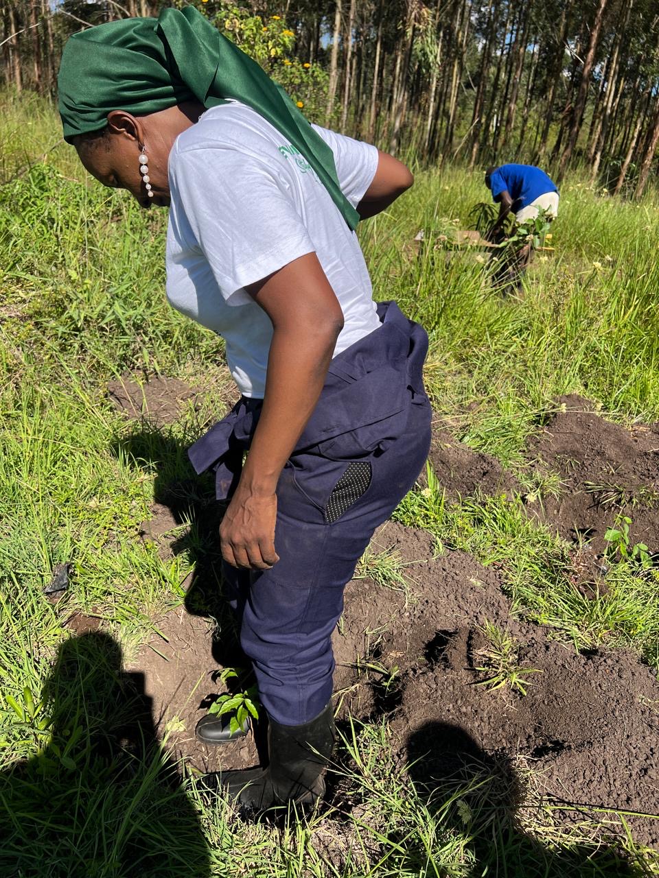 A woman planting a seedling in prepared soil in a woodland